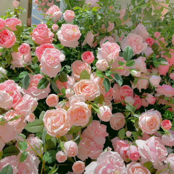 ClimbaRosa™ Elegant Climbing Rose Flower Seeds