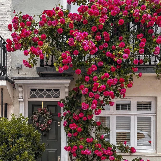 ClimbaRosa™ Elegant Climbing Rose Flower Seeds