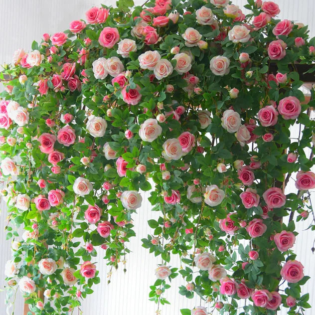 ClimbaRosa™ Elegant Climbing Rose Flower Seeds