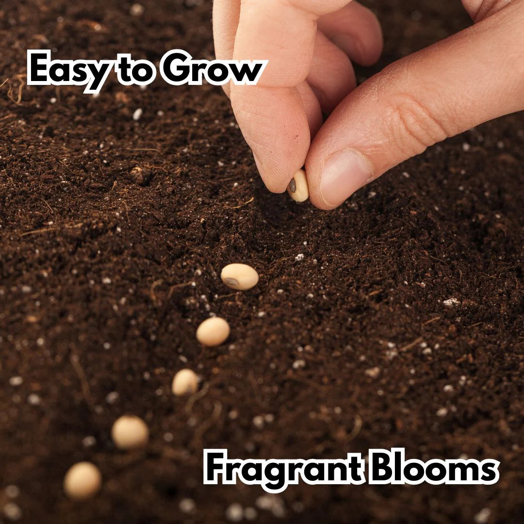 ClimbaRosa™ Elegant Climbing Rose Flower Seeds