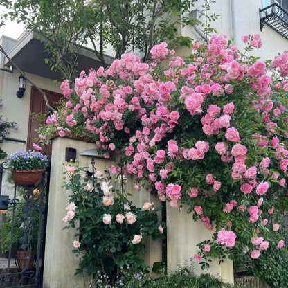 ClimbaRosa™ Elegant Climbing Rose Flower Seeds