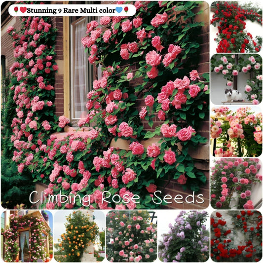 ClimbaRosa™ Elegant Climbing Rose Flower Seeds