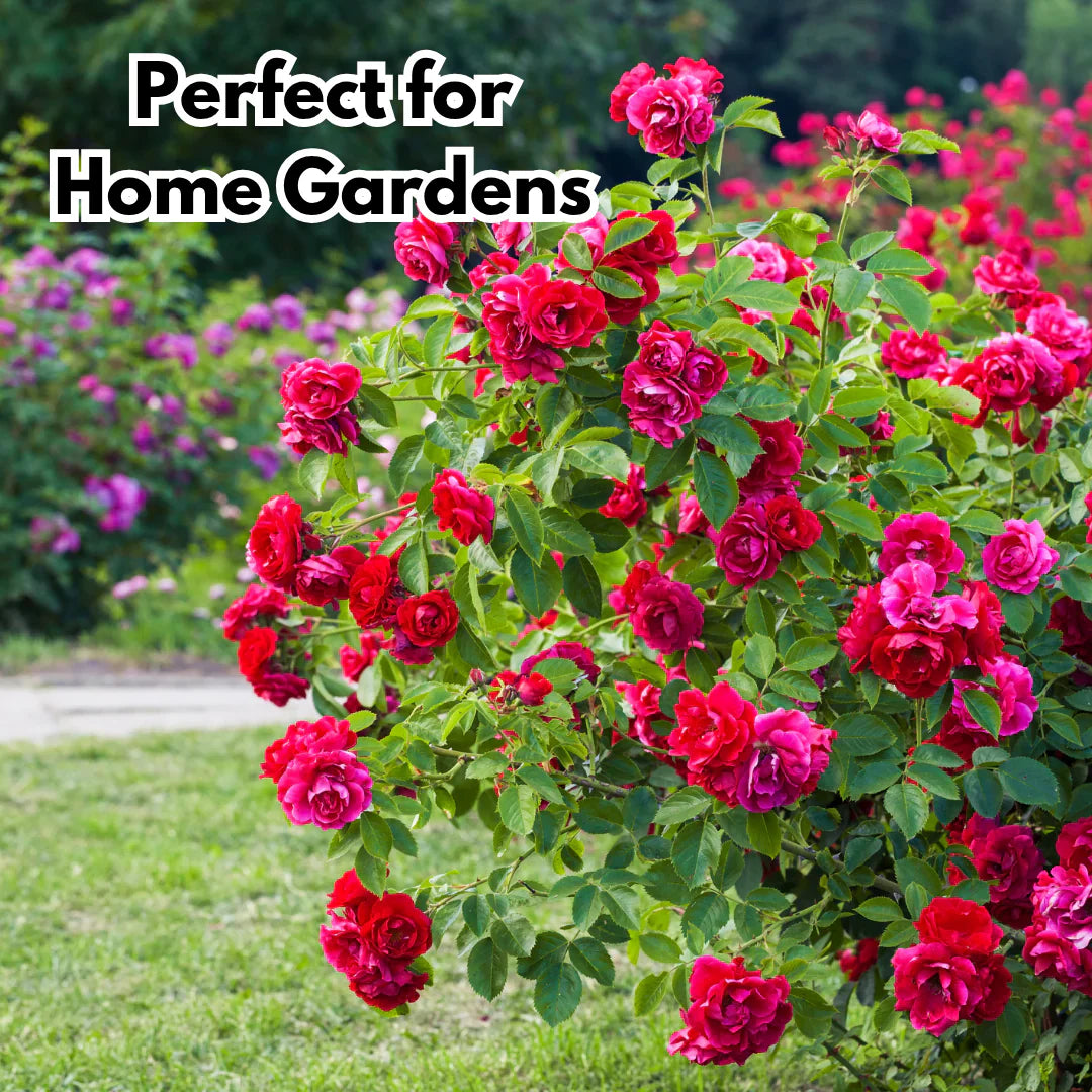 ClimbaRosa™ Elegant Climbing Rose Flower Seeds