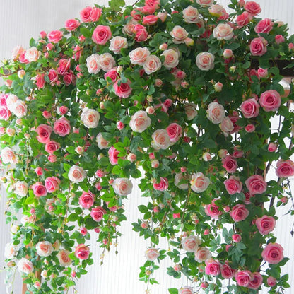 ClimbaRosa™ Elegant Climbing Rose Flower Seeds