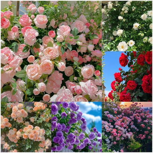 ClimbaRosa™ Elegant Climbing Rose Flower Seeds